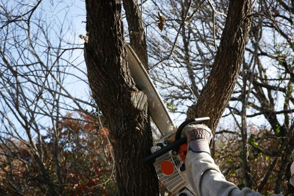 Comerciantes piden al municipio podar un árbol que genera serios inconvenientes