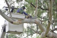 Preocupación por la reciente caída de varios árboles en Salta durante las tormentas