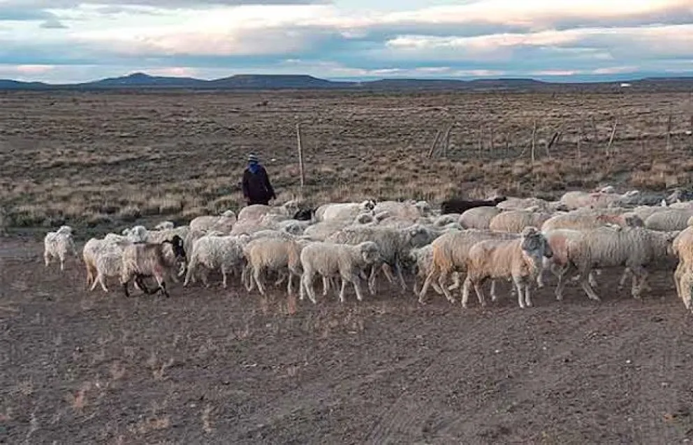 Un criancero denunció el faltante de 35 ovejas madres