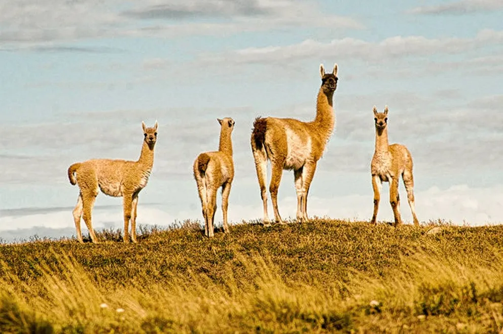 Avanza la actualización del Plan de Conservación y Manejo Sostenible del Guanaco