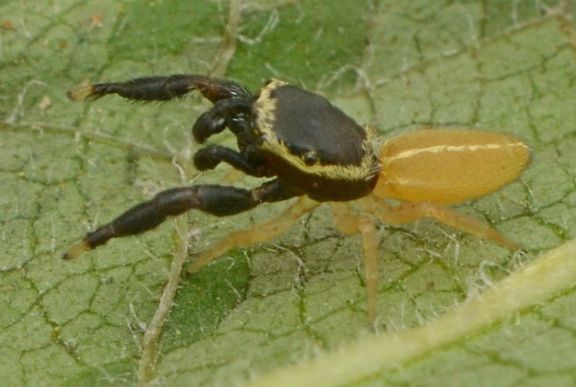 Descubren en Misiones dos nuevos géneros y cuatro nuevas especies de arañas saltarinas