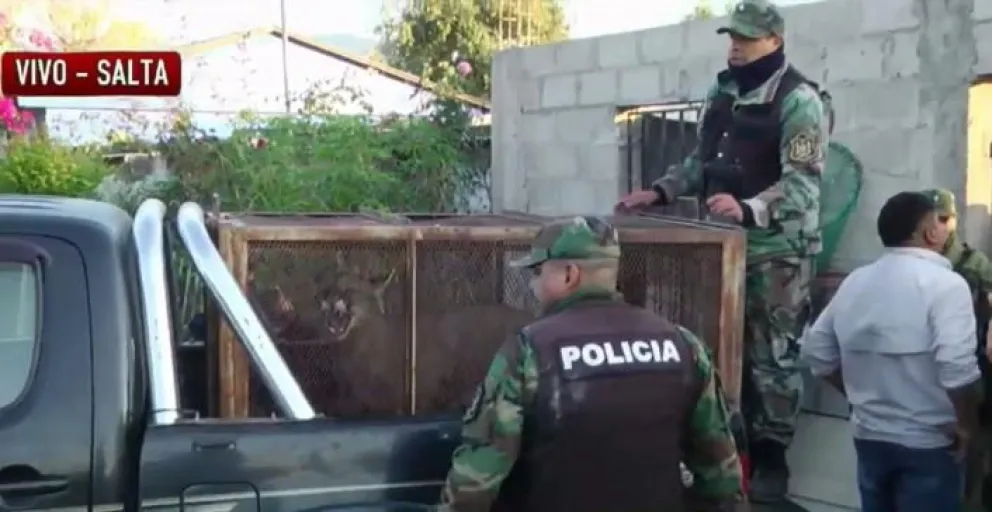 |FOTOS| Una salteña se pegó el susto de su vida: fue al baño y se encontró con un animal sumamente peligroso