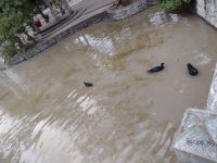 Publican quejas por el mal estado del agua del lago del Parque San Martín