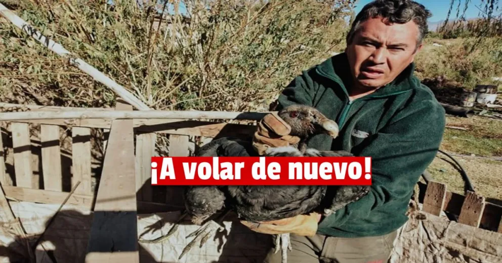 Un cóndor hembra tuvo que ser rescatado en Iglesia