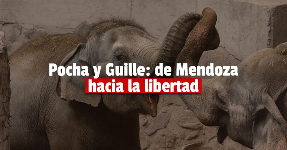 Pocha y Guillermina llegaron al santuario en Brasil tras cinco días de viaje