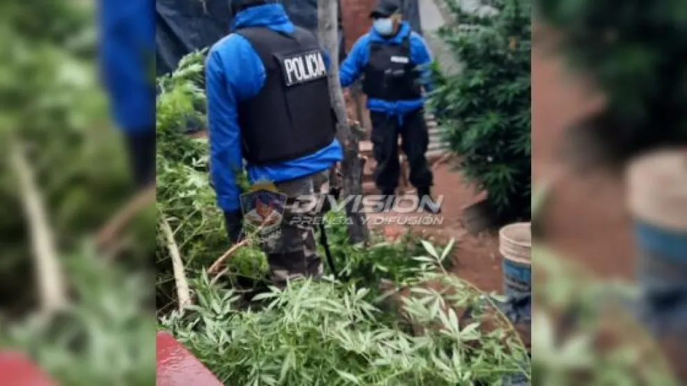 Fueron por un robo y terminaron encontrando una plantación de marihuana