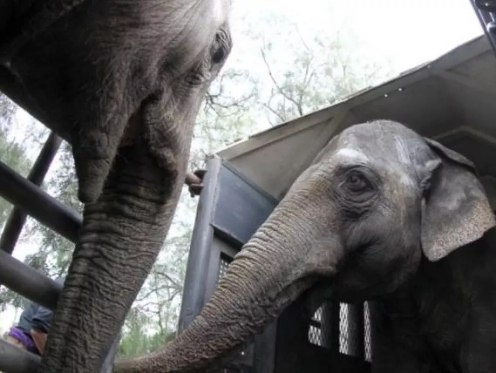 Las elefantas de Mendoza, Pocha y Guillermina llegaron al santuario de Brasil