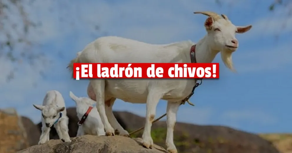 Se robaron tres chivos de un corral en Jáchal