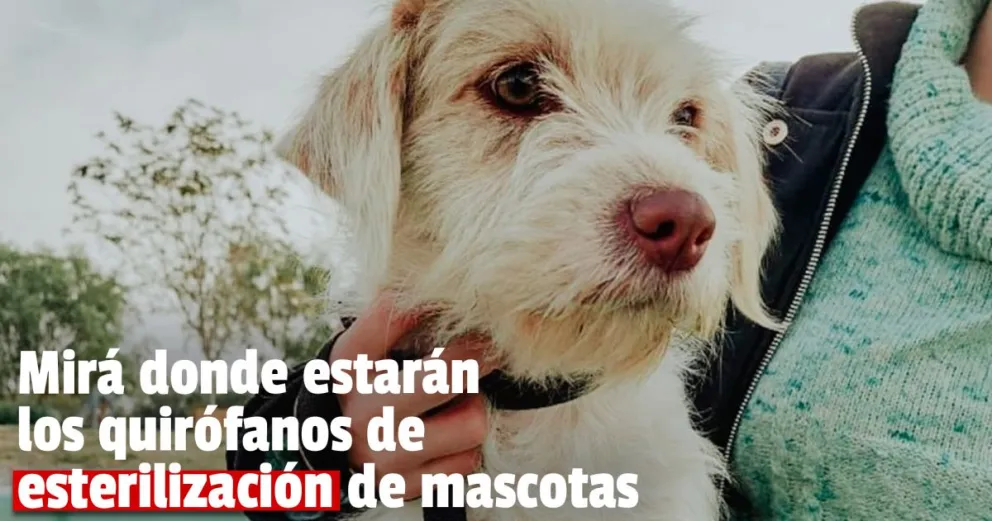 Los quirófanos de esterilización de mascotas funcionarán en Rawson, Rivadavia y Chimbas
