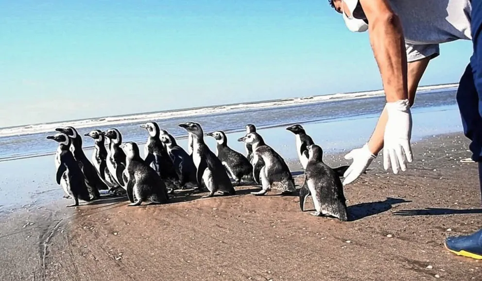 Tras ser rehabilitados, 18 pingüinos hallados en estado de desnutrición regresaron al mar