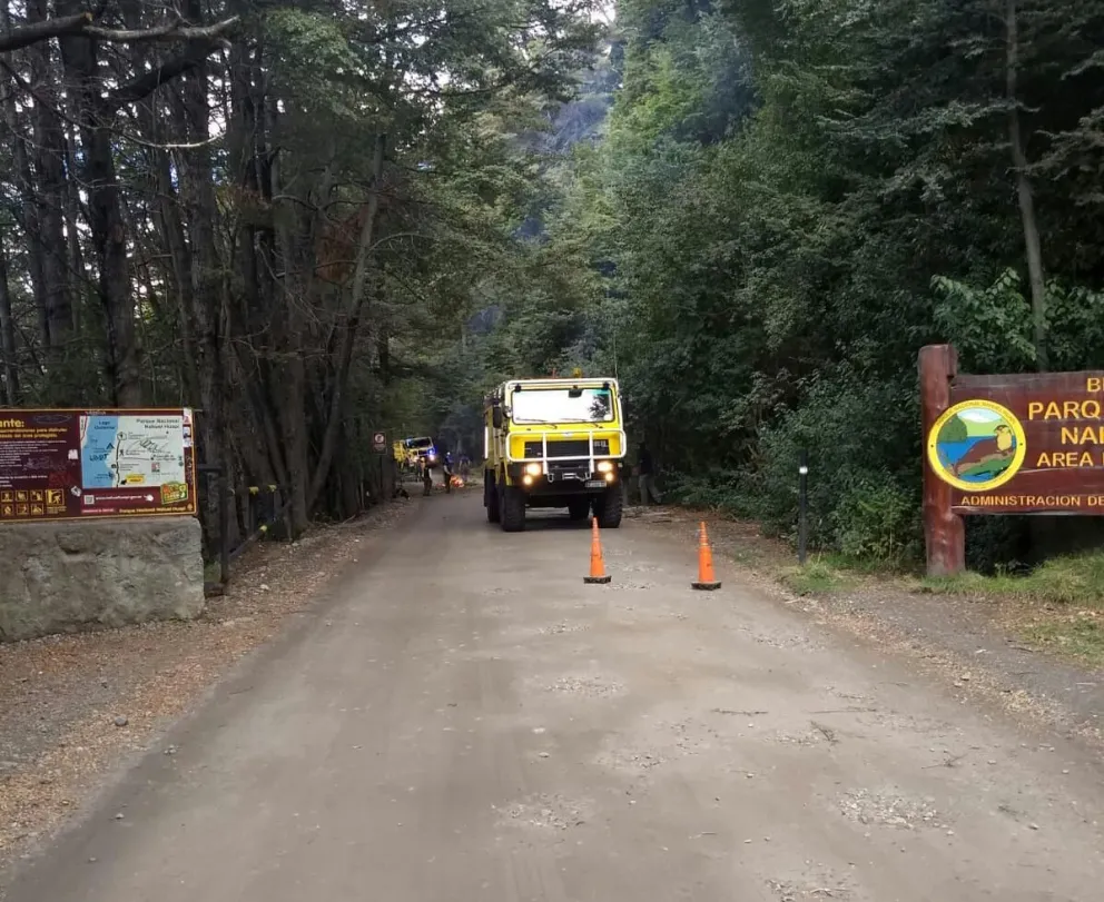 Control de especies exóticas invasoras y apeo de árboles de riesgo