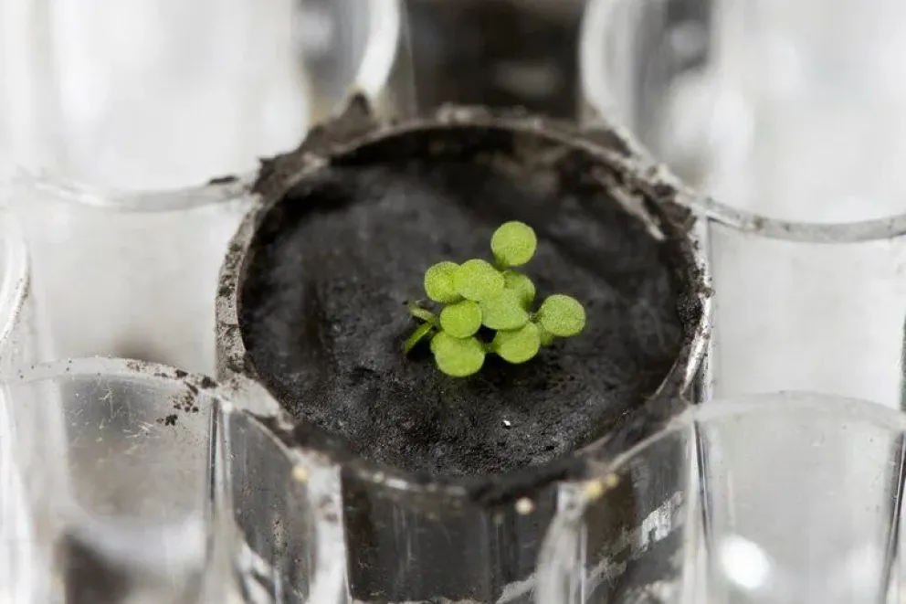 ¡Increíble! Científicos lograron cultivar plantas en suelo de la Luna