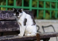 Científicos alertaron por la amenaza que generan los gatos callejeros: pueden dañar la biodiversidad