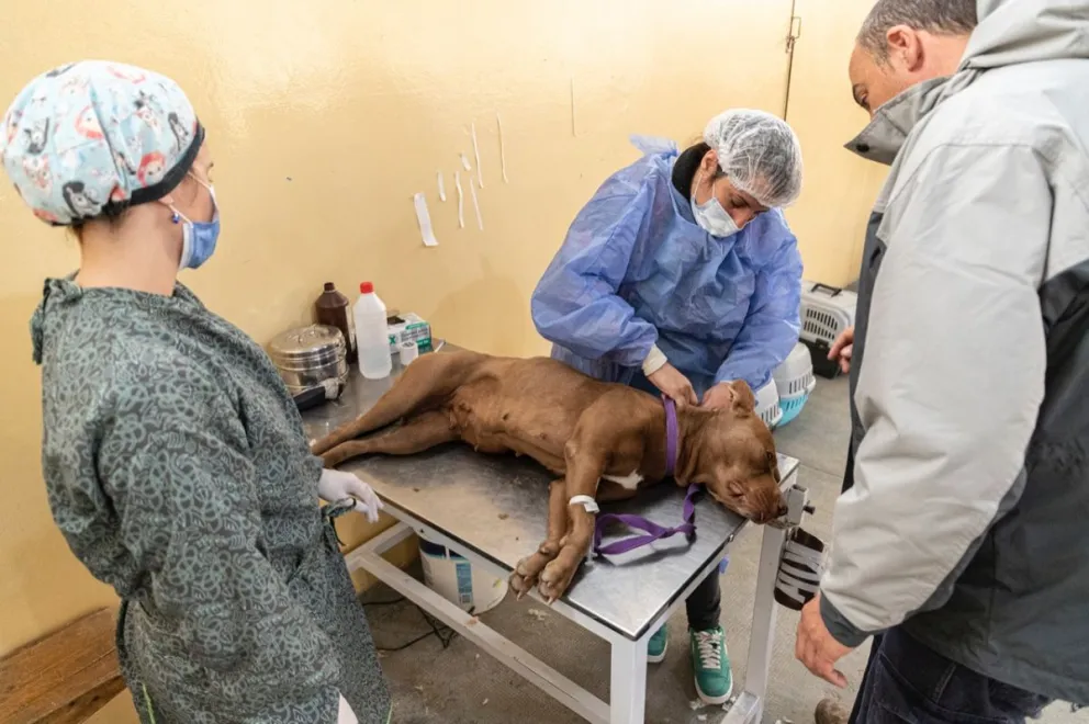 El Municipio extenderá el servicio de esterilización de animales a los fines de semana