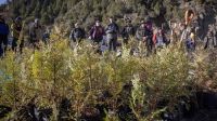 Plantaron retoños de ciprés y otros árboles en las zonas arrasadas por los incendios