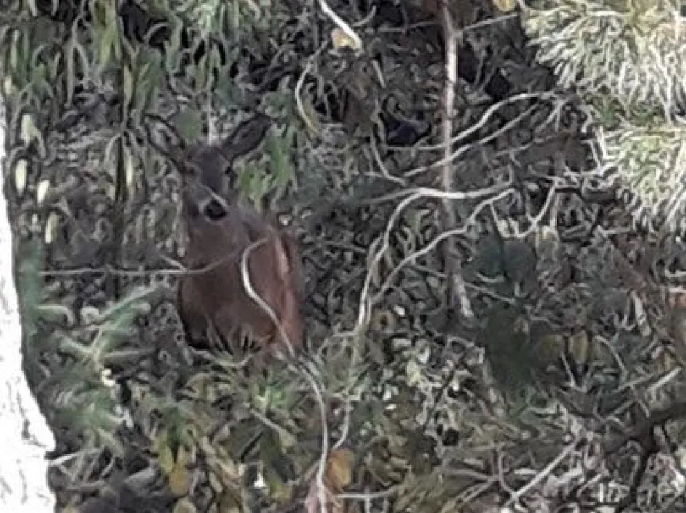 Apareció una hembra de huemul cerca de Lago Puelo, tras ser perseguida por perros