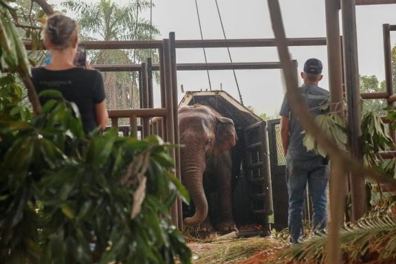 Pocha y Guillermina disfrutan de la libertad en el santuario de elefantes de Brasil