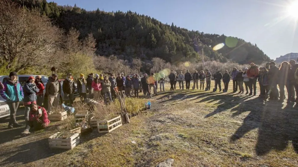 Plantaron retoños de ciprés y otros árboles en las zonas arrasadas por los incendios