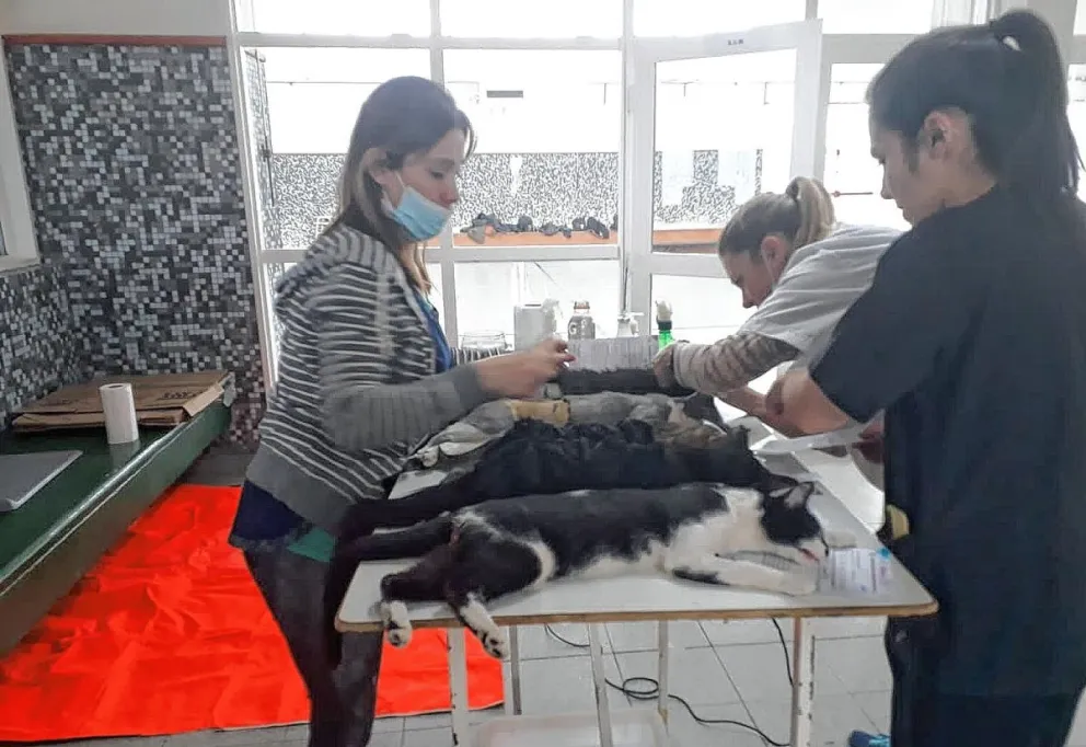 Hoy ALMA realizará jornada de castración y  desparasitación de animales en el Isidro Quiroga