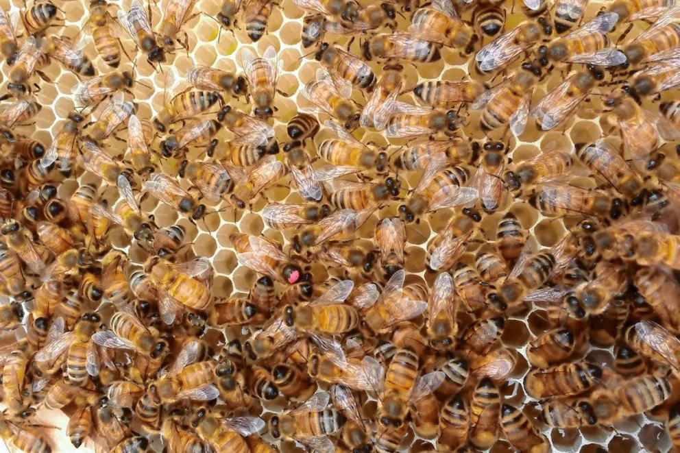 El viernes se realizará la Primera Expo Día Mundial de las Abejas