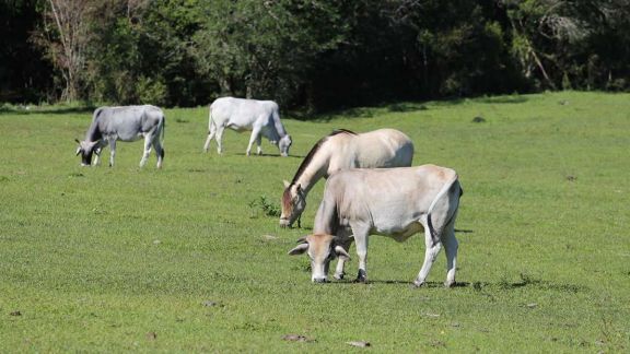 Recuperación de pasturas trae alivio a ganaderos ante la llegada del invierno