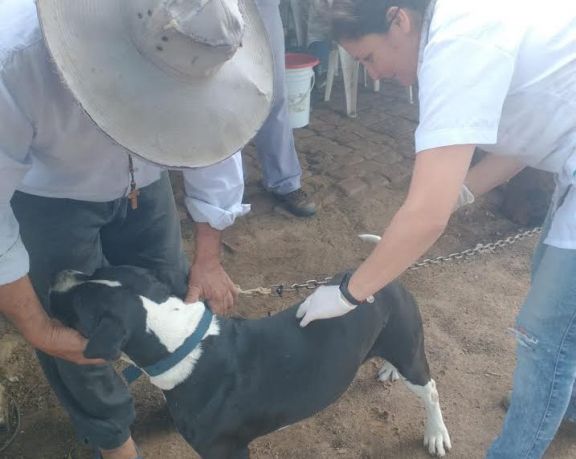 Vacunación antirrábica: vacunaron a más de 1.500 animales en Ituzaingó