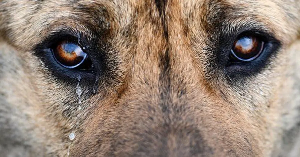 Indignante: le hicieron una multa por instalar una cucha para una perrita abandonada 