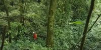 Descubren en China un bosque subterráneo con árboles y plantas gigantes (VIDEO)
