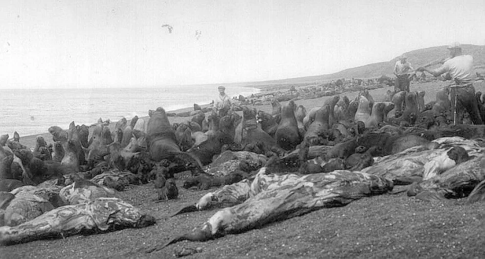 Un mar rojo de sangre: El matadero de lobos marinos al sur de Comodoro