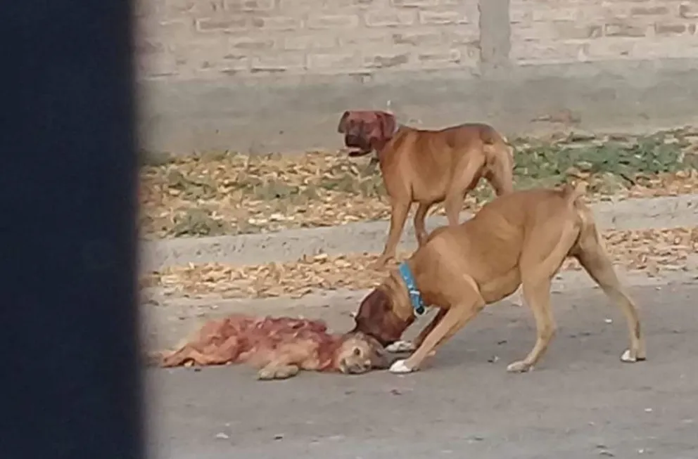 Dos perros destrozaron a uno más pequeño: le exigen tenencia responsable al dueño