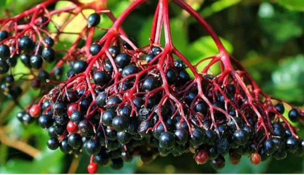 Sauco “Sambucus Nigra”: la planta que todos queremos en casa