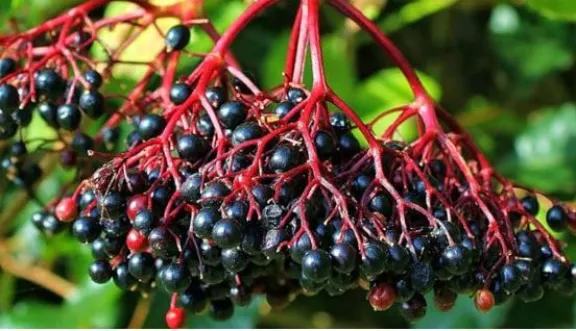 Sauco “Sambucus Nigra”: la planta que todos queremos en casa