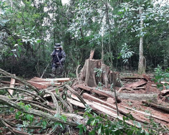 Apeo ilegal: secuestraron maderas nativas aserradas de un lote en San José
