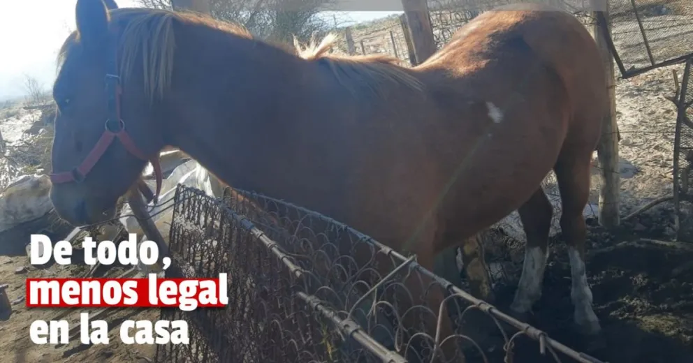 Detuvieron a una persona que tenia un caballo en mal estado y un arma de fuego