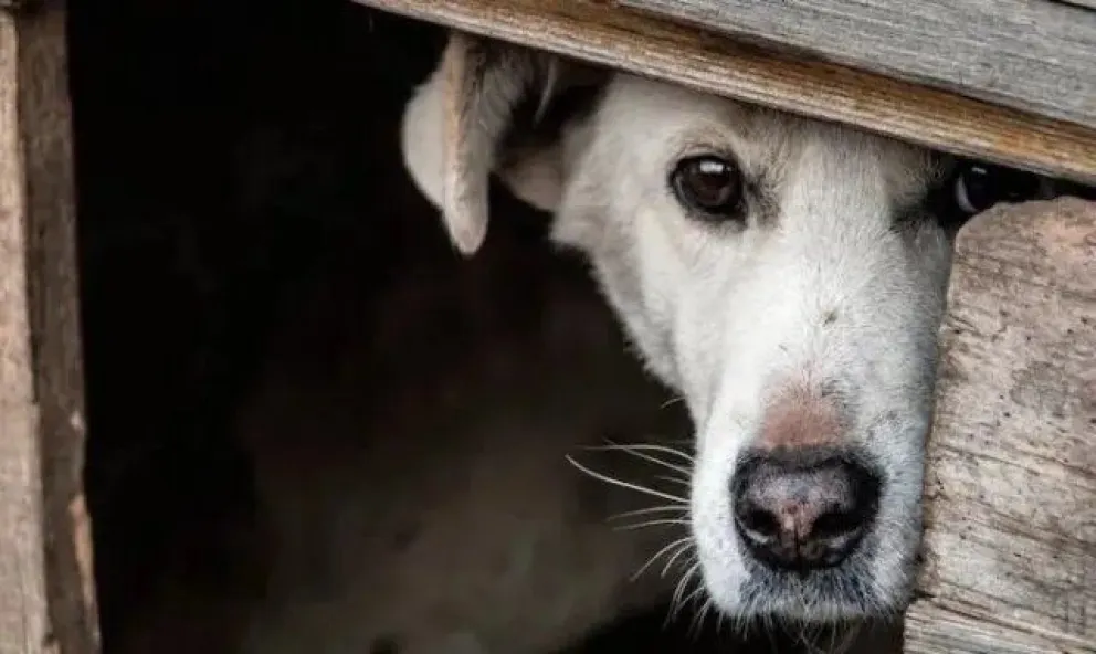 Nuevo acta y plazo de 48hs por instalar una cucha en la vereda para perrita abandonada
