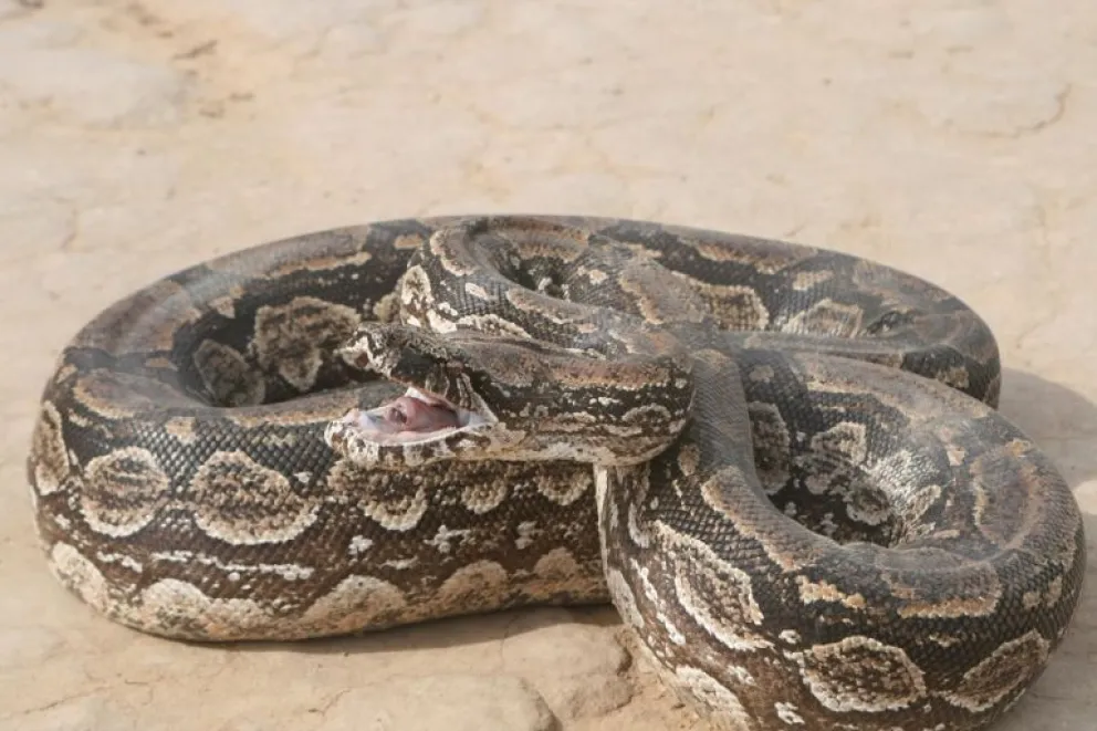 ¡Miedo! Encontraron una impresionante lampalagua de más de dos metros