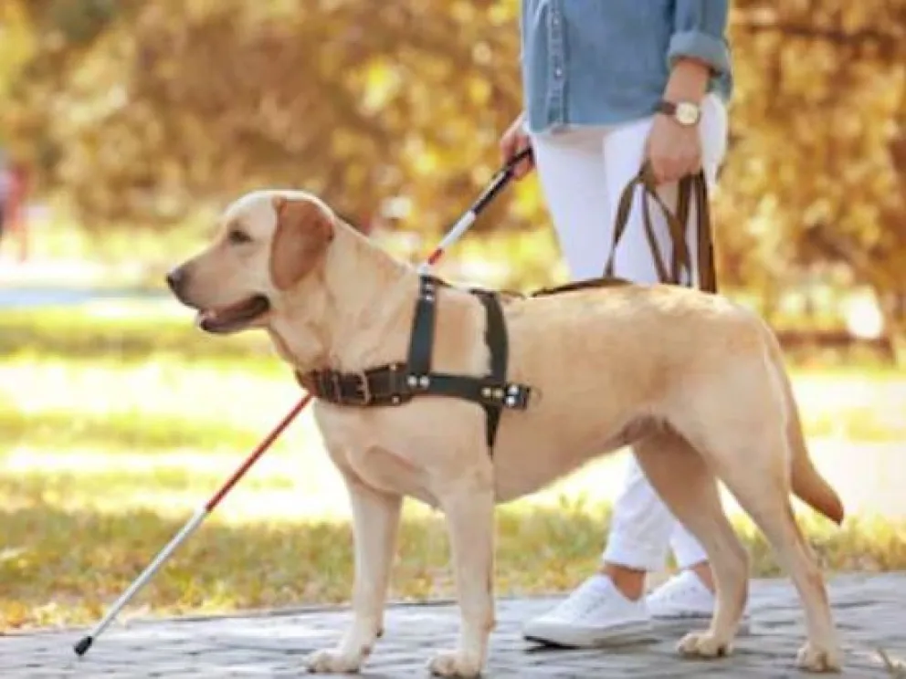 Los perros “lazarillos”, buenos amigos que ya pueden entrar a Viedma